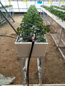 Système de culture hydroponique à canal en PVC pour la culture des <span class=keywords><strong>fraises</strong></span> Système hydroponique vertical - Product Image 2