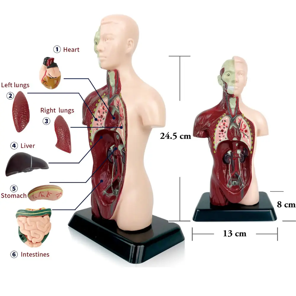 Fornitore educativo infermieristico della scuola medica modello di anatomia del corpo del Torso umano con 7 parti rimovibili