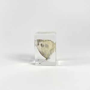 Spesimen Kupu-kupu Asli dalam Amber Resin Buatan Tangan Terlaris, Alat Peraga Sains untuk Siswa, Figurine Kupu-kupu Asli - Product Image 3