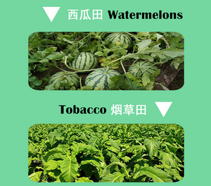 Napropamide 50% WDG Herbicide <span class=keywords><strong>sélectif</strong></span> pré-émergence pour le contrôle des graminées annuelles dans le poivre, le coton, la pastèque et le colza - Product Image 2