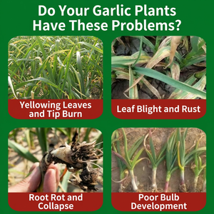 <span class=keywords><strong>Engrais</strong></span> pour l'Engraissement et la Floraison des Ailots d'<span class=keywords><strong>Ail</strong></span> avec des Composants Organiques Solubles dans l'Eau - Product Image 3