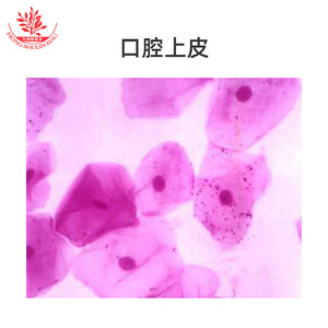 Diez diapositivas típicas para la enseñanza de cursos experimentales sobre especímenes biológicos con estructuras claras. - Product Image 4