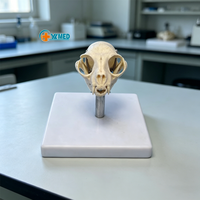 Matériel pédagogique, équipement éducatif, sciences médicales, médecine vétérinaire, modèle de crâne de chat, matériau PVC de haute qualité