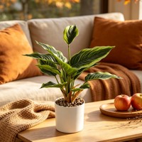 Tanaman Hosta Buatan dalam Pot Silinder Putih Modern Buatan Tangan Daun Palsu Berwarna-warni Realistis untuk Dekorasi Meja Pintu Masuk Rumah.