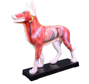 Modelo de Acupuntura Canina para Ciencias Médicas, Modelo de Anatomía de Esqueleto Animal, Modelo de Anatomía Animal - Product Image 2