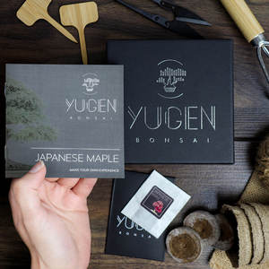 Kit de Cultivo de Bonsái de Cedro Japonés, Apto para <span class=keywords><strong>Principiantes</strong></span> y Entusiastas del Bonsái, También Puede Usarse para Plantar en el Jardín - Product Image 6