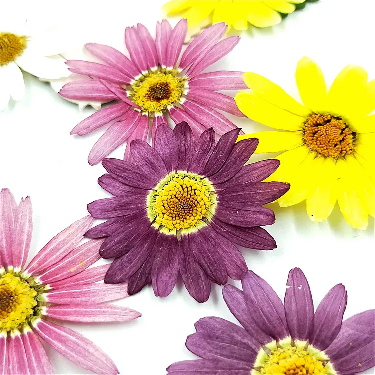 Schöne gepresste Blumen lila Marguerite Daisy gepresste Blume für Epoxidharz Anhänger Halskette Schmuckherstellung DIY