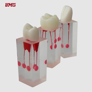 Modelo de raíz transparente con corona dental aplicado a la apertura de la pulpa y al llenado de la raíz dental - Product Image 1