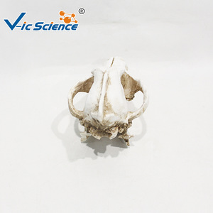 Modelo esquelético de cráneo de lobo para enseñanza, cráneo de animal salvaje simulado, exhibición de popularización y apreciación de la ciencia veterinaria. - Product Image 4