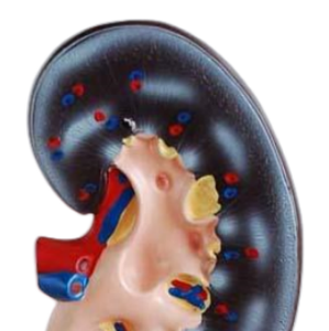 Ada โมเดลพีวีซีรูปหัวใจกลาง1ส่วนโครงสร้างทางกายวิภาคที่สดใสสำหรับโรคทางการแพทย์ - Product Image 5