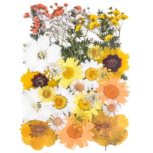 Lot de 35 fleurs séchées pressées jaunes et blanches pour résine époxy, cadre de coque de téléphone, décoration artistique et spécimens - Product Image 2