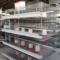 Nouvelles cages à poulets automatiques en acier galvanisé de type H Linchuan pour l'élevage avicole avec une durée de vie de 15 à 20 ans
