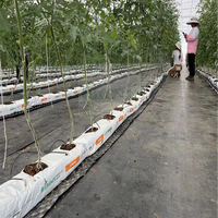 Horticulture hydroponique à effet de serre personnalisée directe d'usine 100% sacs de culture en fibre de Cocopeat naturelle pour jardinières de jardin à la maison