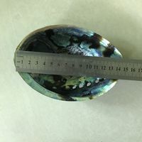 Coquille d'ormeau naturelle polie de Nouvelle-Zélande, grande taille 12-15cm, coquille de Paua, bâtonnet de sauge pour fumigation, en stock, pour la fabrication de bijoux