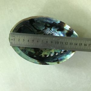 Natural Polished New Zealand Abalone Shell Big Size 12-15cm Paua Seashell <strong>Sage</strong> <strong>Smudge</strong> <strong>Stick</strong> in Stock Jewelry Making - Product Image 6
