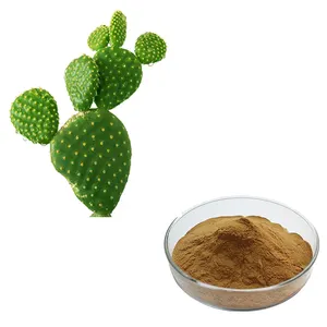 HONGDA Wholesale Weight Loss Dried Cactus Powder Cactus Extract