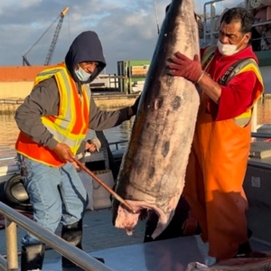 Filete de pez espada sin hueso, captura salvaje, pescado congelado, filete IQF, Exportación a granel, marisco, corte en bloque, proveedor mayorista, comerciante oceánico - Product Image 4