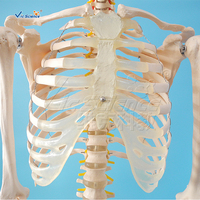Modèle de squelette humain grandeur nature économique 180 cm en PVC avec articulations articulées pour l'enseignement médical CE ISO ROHS CNAS