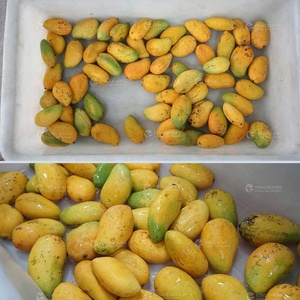 Machine à laver industrielle à bulles d'air pour légumes et fruits WA-U-3000, machine à laver les mangues - Product Image 4