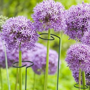 Piquets <span class=keywords><strong>de</strong></span> plantes à tige unique Cages <span class=keywords><strong>de</strong></span> pivoines et anneau <span class=keywords><strong>de</strong></span> Support <span class=keywords><strong>de</strong></span> plante pour Support <span class=keywords><strong>de</strong></span> plante pour orchidée <span class=keywords><strong>Amaryllis</strong></span> lys Rose tomates - Product Image 5