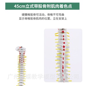 Modèle de colonne vertébrale humaine de 45 cm avec coloration musculaire, points d'origine et d'insertion musculaires, exercice de positionnement osseux, modèle de colonne vertébrale, cervicales - Product Image 5
