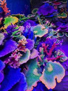 Koop Bulk Voor Wederverkoop Hars Kunstmatig Koraalrif - Product Image 3