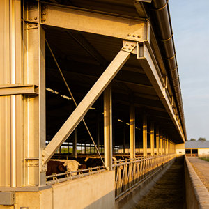 Light Steel Structure Long Service Life Poultry Chicken Farm Building/Cattle Shed - Product Image 2