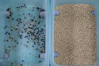 Trieur optique de grains de café, lentilles CE, apprentissage profond intelligent, trieur de couleurs de grains, trieur automati