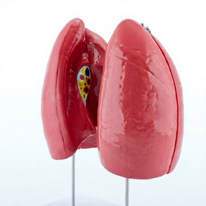 Human Lung Anatomy Model With Colored Bronchi For Educational Use - Product Image 1