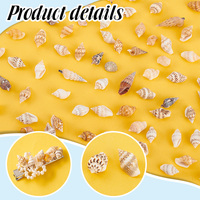 Pandahall 1400~1500 Pièces/Boîte Coquillages Marins Mélangés, Coquillages Naturels Perles en Coquillages Spirales