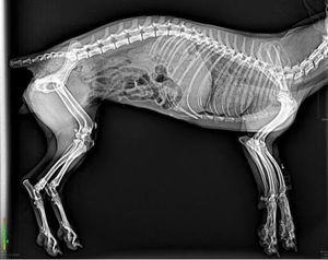 كلب القط الحصان الحيوان 100ma المحمول معدات الأشعة السينية المحمولة البيطرية dr الرقمية آلة الأشعة السينية التماثلية لطبيب بيطري جهاز الأشعة السينية - Product Image 6