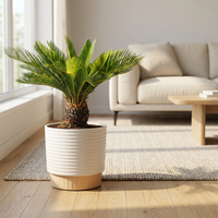 Plante vivante en plastique de palmier sago Costa Farms, pot décoratif durable, facile d'entretien, purificateur d'air, décoration intérieure pour la maison/le bureau