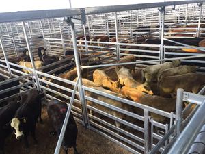 Venta caliente de EE. UU. Paneles de corral de ganado de alta resistencia galvanizados soldados de 12 pies de largo para áreas rurales - Product Image 4