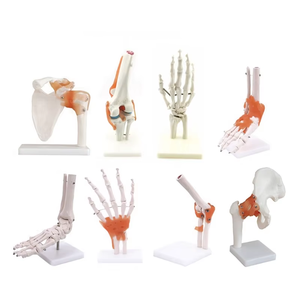 Modelo <span class=keywords><strong>de</strong></span> articulación anatómica humana con <span class=keywords><strong>ligamentos</strong></span> para <span class=keywords><strong>rodilla</strong></span>, mano, pie, cadera, hombro, codo - Product Image 1