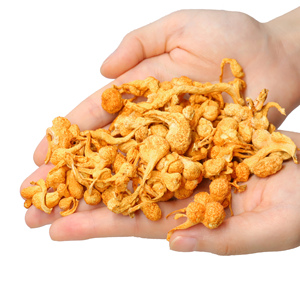 Holesale porporporead ordordyceps UnEst est ordordyceps ordilitaris rrganic Ried ordycepin. - Product Image 3