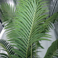 Palmier artificiel en PE, bonsaï, feuilles tropicales, 190 cm, résistant à l'eau, résistant aux UV, écologique, durable, vert, fête des mères