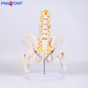 • الفقرات القطنية البشرية من خمسة أقسام مع عظم الحوض والعصب الفقري نموذج الهيكل العظمي لأمراض النساء والتوليد وجراحة العظام - Product Image 3
