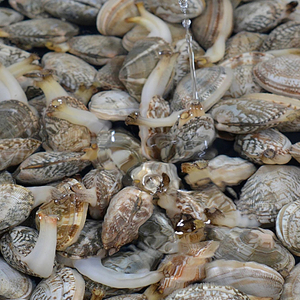 Almejas Bebé Cocidas Congeladas de Cuello Corto IQF para Pasta y Paella, Venta al por Mayor a Granel 10kg - Product Image 6