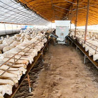 Chariot d'alimentation électrique antidérapant pour moutons, conception de sécurité pour sols de grange mouillés, matériel d'élevage