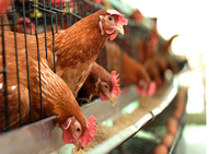Cages à poules pondeuses neuves de 6 pieds, écologiques, imperméables et sécurisées, vente en gros