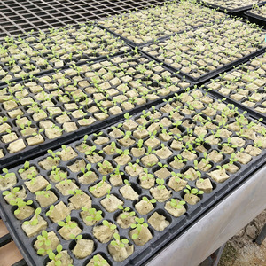 Agriculture Hydroponique Salades Graines de légumes Germination Laine de roche Milieu de culture Pierre minérale Laine de roche - Product Image 5