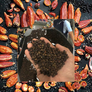 Pimienta Negra 100% Natural de Alta Calidad, Procesada por Secado Frío (FD), Ingredientes Crudos, Mejor Precio, HP Valia, Especias y Hierbas Individuales - Product Image 3