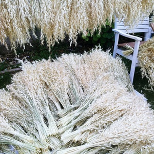 <span class=keywords><strong>Flores</strong></span> secas reales para decoración del hogar, hierba de Avena Sativa, ramo Natural salvaje, <span class=keywords><strong>flores</strong></span> secas para decoración del hogar - Product Image 4