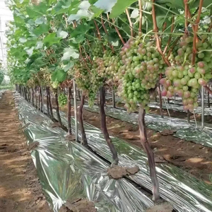 <span class=keywords><strong>Film</strong></span> de paillage métallisé réfléchissant en PE durable pour arbres fruitiers, fourni par l'usine - Product Image 3