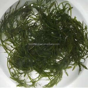 Meilleure vente Légumes de mer frais pour marmite Algues salées surgelées biologiques naturelles Algues Gulfweed Sargasses Paquet commercial de 5Kg - Product Image 2