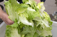 Industriële Groenten En Fruit Wasmachine Dadels Aardappel Tomaat Wortel Gember Groente Reinigingsmachine Wasmachine