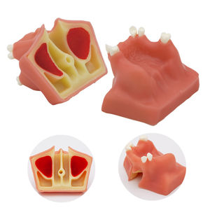 Tandheelkundig model van kunststof voor oefening met tandheelkundige implantaten, training in tandheelkunde, mondheelkundig onderwijs, anatomisch model - Product Image 2