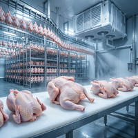 Pollo Entero Congelado Halal al por Mayor, Pollo de Engorde Premium para Exportación, Proveedor de Aves de Corral IQF, Precio de Fábrica