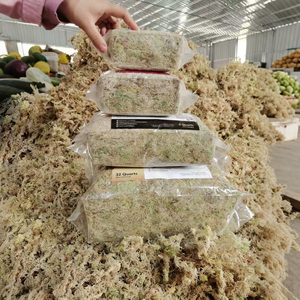 Musgo Sphagnum Ecológico de la Marca MUSCHIO a Precio de Fábrica para Plantas Carnívoras, Alta Absorción de Agua, Fardos Grandes - Product Image 2