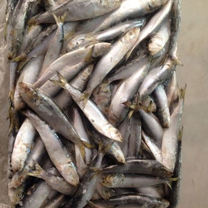 Cá Mòi Biển Đông Lạnh Ma-rốc Với Giá Tốt - Product Image 2